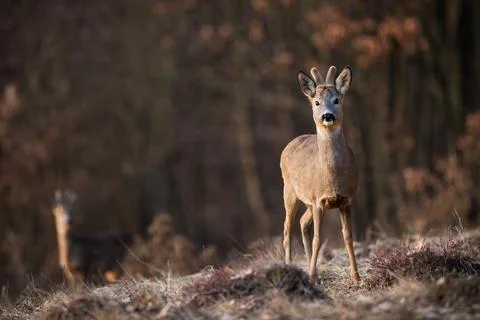 Roe deer looking to the camera on meadow in spring Stock Photos