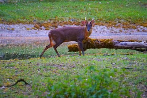 Roe deer looking at camera Stock Photo Stock Images Stock Pictures Stock Photos