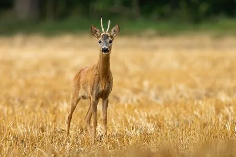Roe deer looking to the camera on stubble with copy space Stock Photos