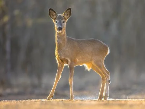 Roe deer looking on clearing Stock Photos