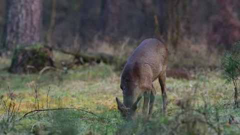 Roe deer is looking Stock Footage 75929587