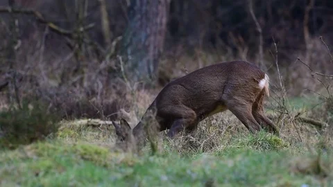 Roe deer is looking Stock Footage 76984470