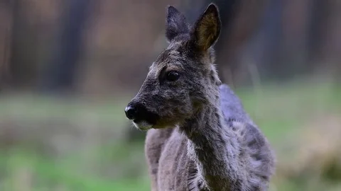 Roe deer is looking, head portrait Stock Footage 77306397