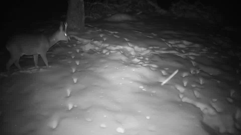 Roe deer looking for last year's apples in orchard under the snow Stock Footage 262343113