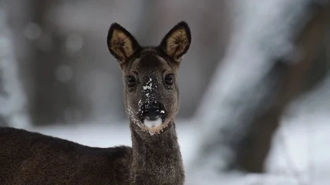 Roe deer is looking, portrait Stock Footage 77334064