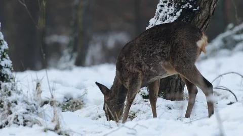 Roe deer is looking in snow Stock Footage 77305051