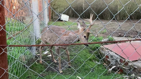 The roe deer looks at the camera through the net. Roe deer in the reserve. Stock Footage 194415369