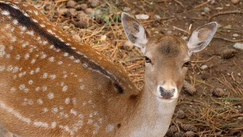 Roe deer looks in front 4K Stock Footage 96482391