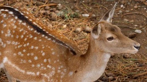 Roe deer looks to the right 4K Stock Footage 96482292