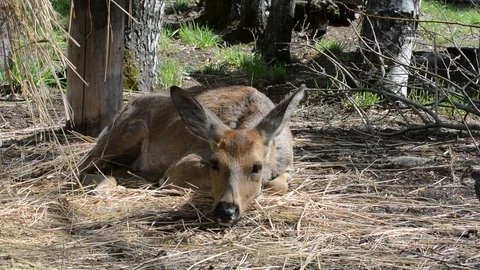 ROE deer lying on the grass in Sunny Stock Footage 120935574