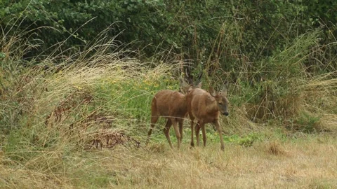 ROE DEER MATING.  Stock Footage 132172165