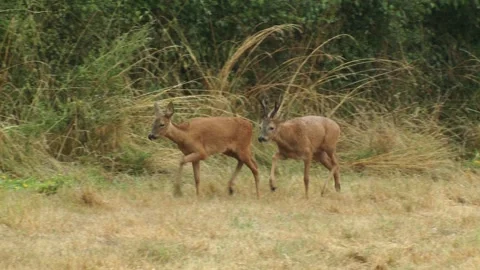 ROE DEER MATING.  Stock Footage 132172334