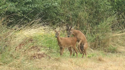 ROE DEER MATING.  Stock Footage 132174389