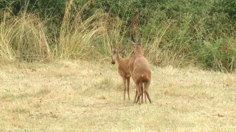 ROE DEER MATING.  Stock Footage 132174407