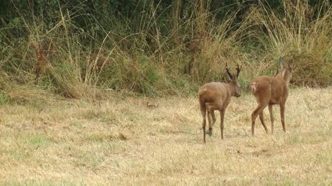 ROE DEER MATING.  Stock Footage 132174499