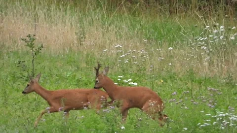 Roe Deer. Mating practice Capreolus capreolus 9795-3P Stock Footage 137455379