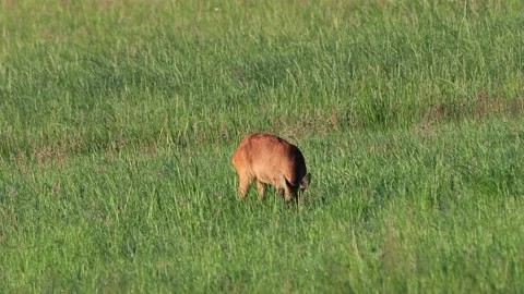 Roe deer on meadow, Capreolus capreolus Stock Footage 215740727