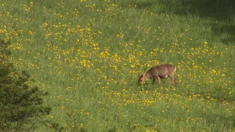 Roe deer on a meadow with dandelion in spring Stock Footage 270706722