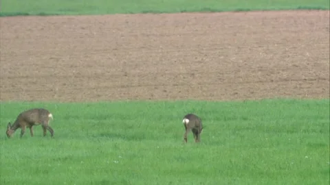 Roe deer on a meadow at the edge of a field in spring Stock Footage 308009974