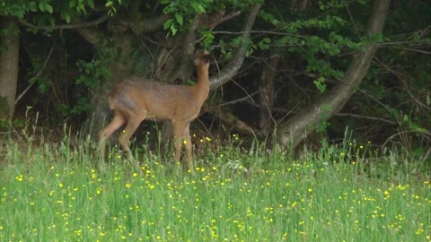 Roe deer on a meadow at the edge of the forest in spring Stock Footage 271619216