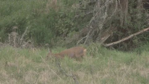 Roe deer on a meadow Stock Footage 77438988