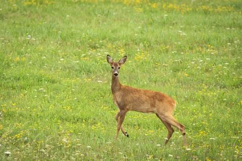 Roe deer in the meadow Stock Photos