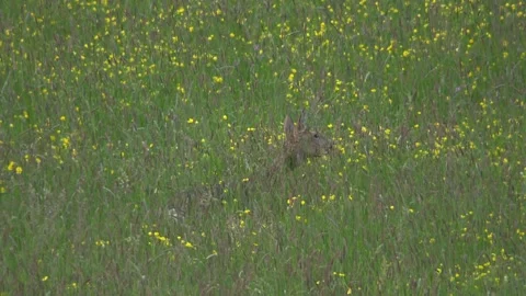 Roe deer on a meadow in spring Stock Footage 271619245