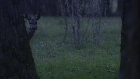 Roe deer  in molting phase appears between the trees in twilight Stock Footage 308010087