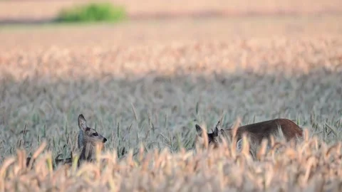 Roe deer mother standing in corn field cleaning her fawn twins Stock Footage 167650791