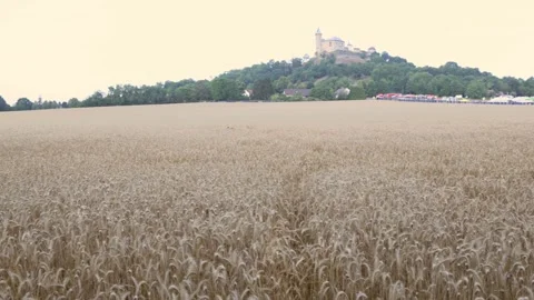 Roe deer moves through wheat below a hilltop castle Stock Footage 340137276