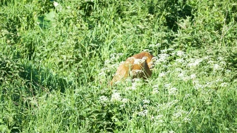 Roe deer moving through tall grass and cow parsley Stock Footage 335884138