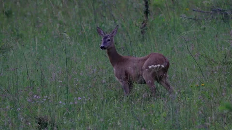 Roe Deer in natural ambient, twilight, cautious (Capreolus capreolus), female Stock Footage 337502593