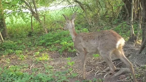 Roe deer observes something in the clearing Stock Footage 267553778
