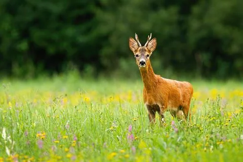 Roe deer observing on blooming meadow in summer with copy space Stock Photos
