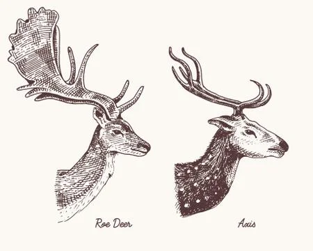 Roe deer or doe, axis or indian dotted vector hand drawn illustration, engraved Stock Illustration