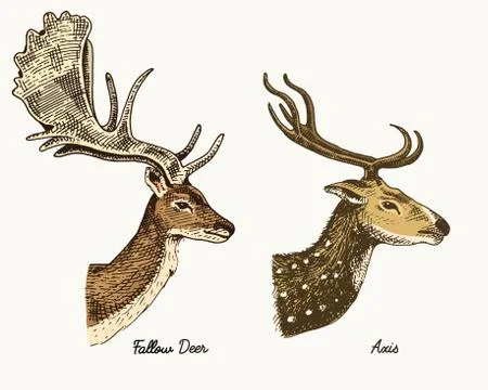 Roe deer or doe, axis or indian dotted vector hand drawn illustration, engraved Stock Illustration