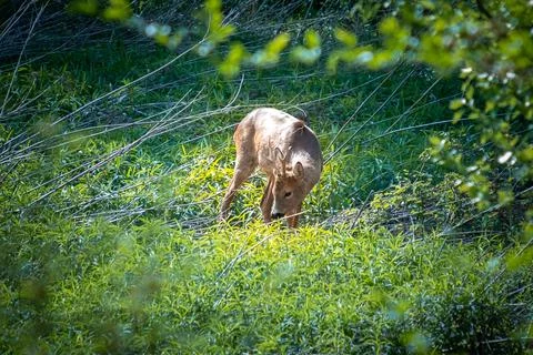 Roe deer in the park Stock Photos