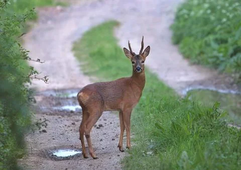 Roe deer on path in UK Stock Photos