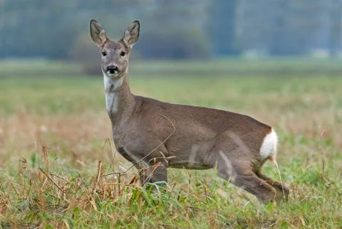 Roe deer peeing Foto stock
