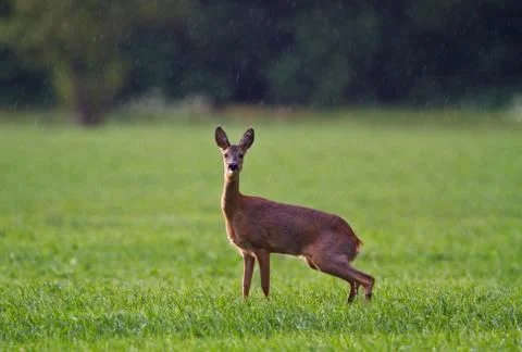 Roe deer peeing Stock Photos