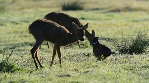 Roe deer with pheasant cock in a meadow, spring Stock Footage 80977971