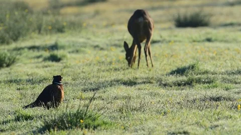 Roe deer with pheasant in the meadow, spring Stock Footage 81158134
