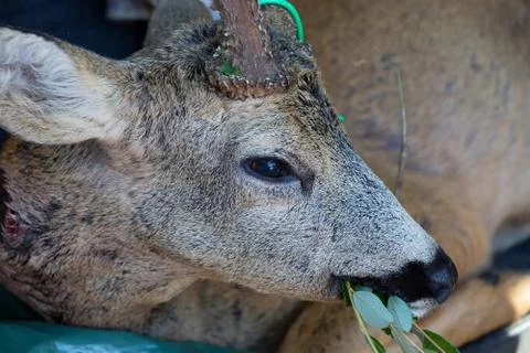 Roe deer Stock Photos