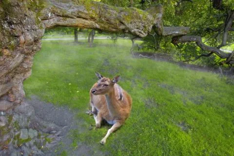 Roe Deer Stock Photos