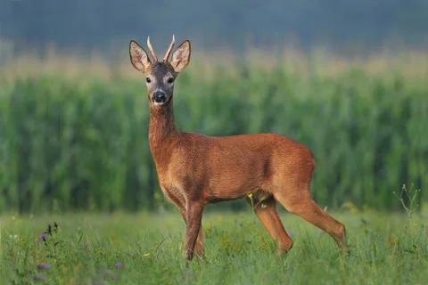 Roe deer Stock Photos