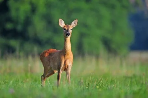 Roe deer Foto stock