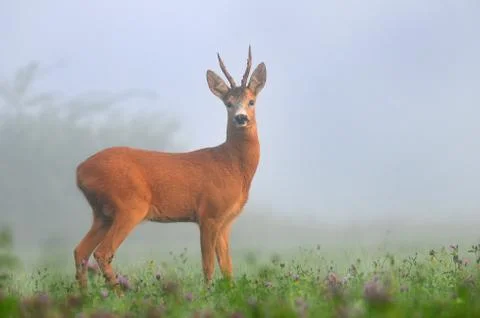 Roe deer Stock Photos