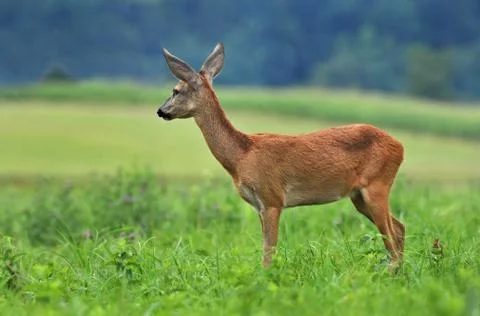Roe deer Foto stock