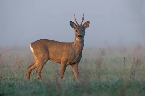 Roe deer Stock Photos