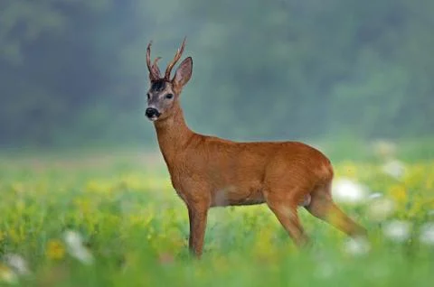 Roe deer Stock Photos